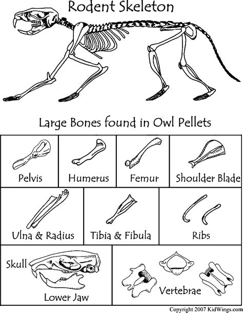 Owl Pellet Lab Worksheet