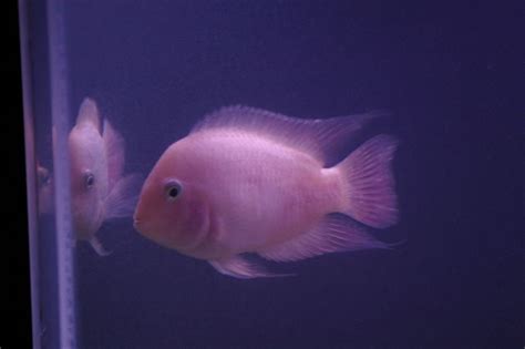 Pink Cichlid