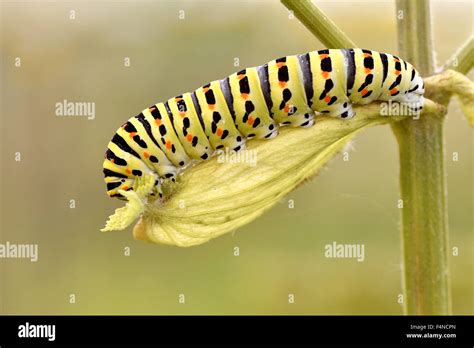 Caterpillar Leaf Hi Res Stock Photography And Images Alamy
