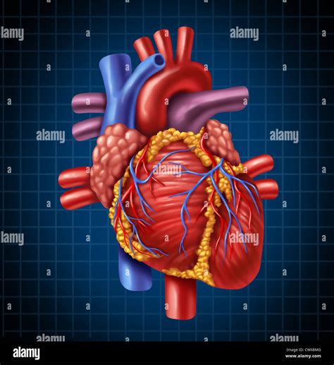 Human Heart Anatomy From A Healthy Body On A Blue And Black Graph