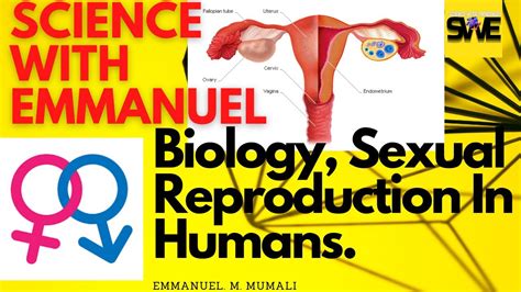 Sexual Reproduction In Humans Gcse Igcse And Kcse Biology Aqa