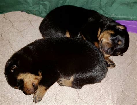 Rottweiler Puppies For Sale | Jacksonville, FL #289807