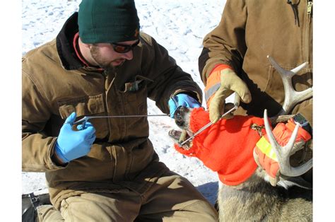 Researchers Document First Ever Evidence Of White Tailed Deer Declines
