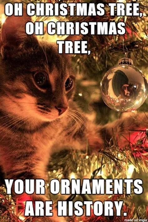 Add More Awesomeness To Your Caturday With These 15 Hilarious Memes
