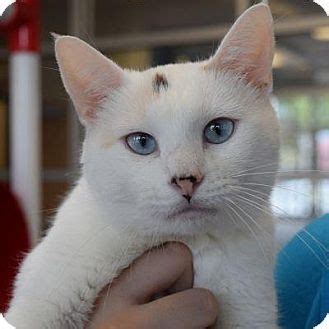 Read indepth siamese cat breed facts including popularity rankings, average prices, highlights and buying advice from pets4homes. Siamese Cat for adoption in Denver, Colorado - Alaska ...