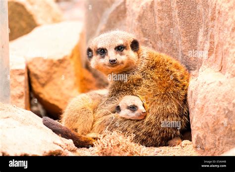 Meerkats Suricata Suricatta Adult With Young Zoo Captive North