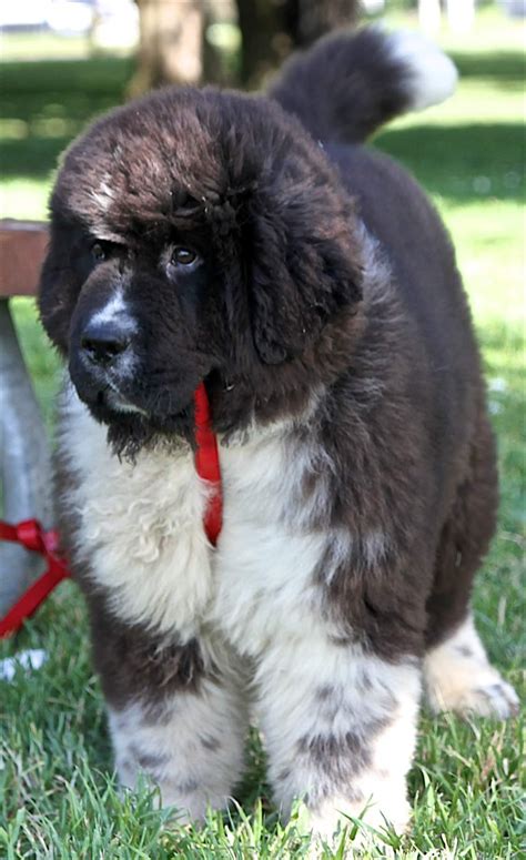 Pin By Stephen Sayad On My Newfies Cute Small Animals Newfoundland