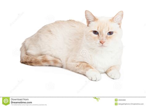 Siamese Mix Breed Cat Laying Stock Photo Image 49264660