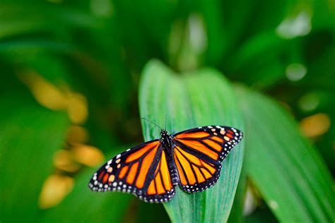 Descubre En Familia El Butterfly Park Blog Ght Hotels
