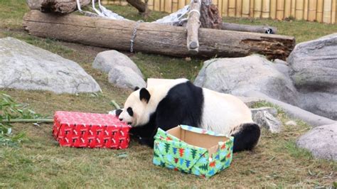 Panda Monium Giant Pandas Open Their Christmas Presents At Toronto Zoo