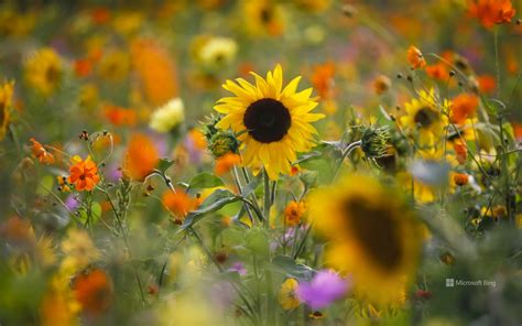 Summer Meadow With Sunflowers Germany Bing Wallpapers Sonu Rai