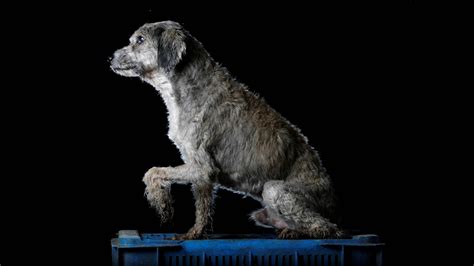 Piel Y Huesos Los Retratos De Las Mascotas Que Sufren El Hambre Y La