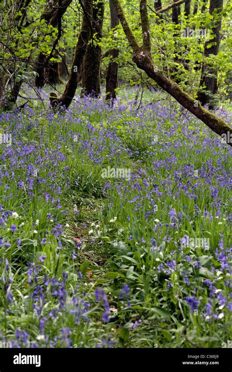 Bluebells And Wild Daisies In Woodland In Somerset Stock Photo Alamy