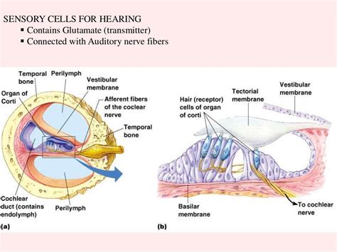 Human Ear And Physiology Of Hearing