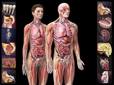 Locate the following body parts on your model and read about their function. 3D Human Anatomy | hohomiche
