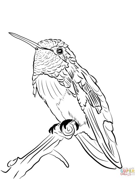 The hummingbird is the smallest bird in the world. Costa's hummingbird coloring page | Free Printable ...