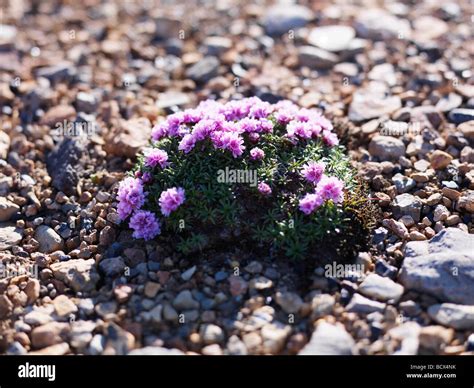 Flora And Fauna In Iceland Plants Flowers Stock Photo Alamy