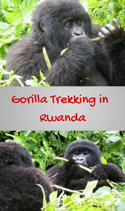 Gorilla Trekking In Volcanoes National Park Rwanda Gorilla Trekking