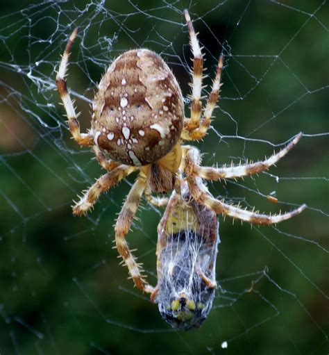 British Garden Spider With Its Prey Neat Bugs Pinterest British