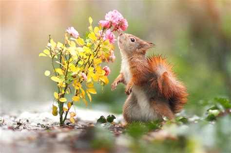 Want Some Flowers Cute Animal Pics For Womens Day Cn