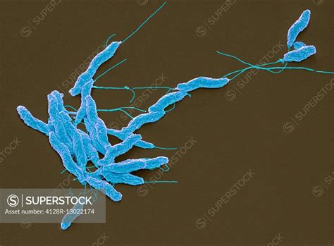 Campylobacter Jejuni Bacteria Coloured Scanning Electron Micrograph