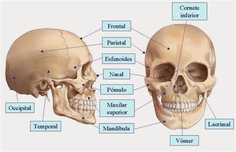 Huesos Cráneo Y Cara Huesos De La Cara Huesos De La Cabeza Anatomía Del Esqueleto Humano
