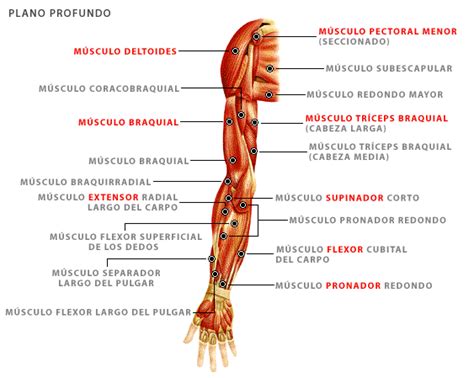 Anexo Videos ImÁgenes Referenciales AnatomÍa Músculos Del Brazo