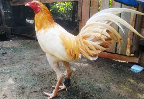 Masih banyak peternak lokal kita yang hanya fokus dengan. Harga Ayam Peru Terbaru Juni 2020 | HargaBulanIni.com