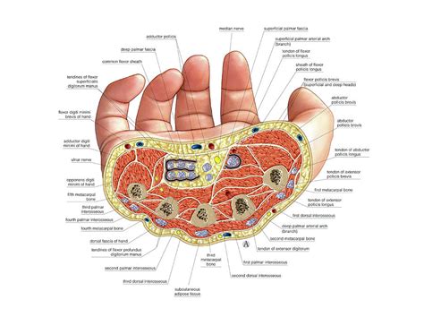 Muscles Of The Hand Photograph By Asklepios Medical Atlas Fine Art