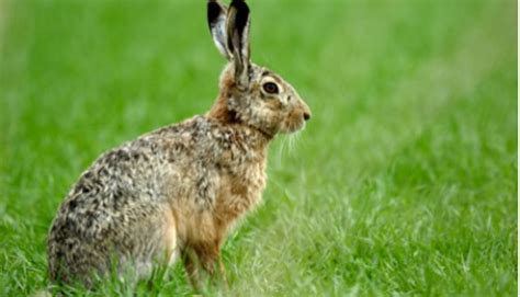 Amazing Facts About The Brown Hare Onekindplanet Animal Education