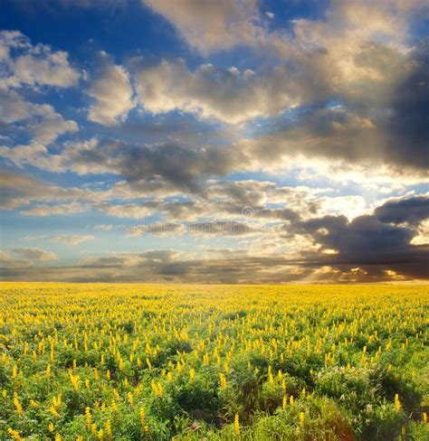 Yellow Wild Flowers Under Dramatic Sunset Skies Stock Image Image Of