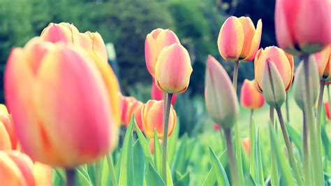2560x1440 Easter Tulips 1440p Resolution Hd 4k Wallpapers Images