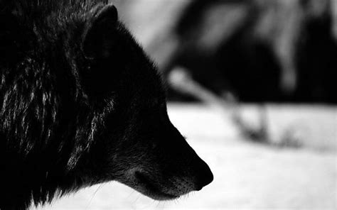 Fekete Farkas Tél Kép Letöltése Háttérképként