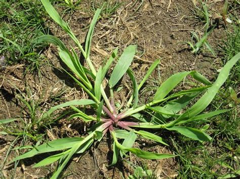 12 Major Types Of Crabgrass For Your Lawn American Gardener