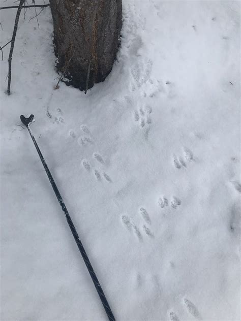 Red Squirrel Tracks In Snow