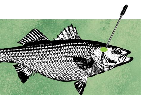 Iki Jime For Anglers Fishtalk Magazine