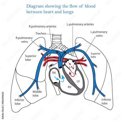 Diagram Showing Flow Of Blood Between Heart And Lungs Human Heart And