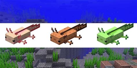 How To Get An Axolotl In Minecraft