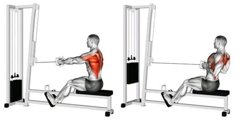 Cable Close Grip Seated Row Guide Muscles Worked How To Benefits