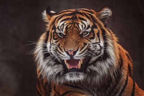 Tiger Roar Side View 4k Tiger Roaring Tiger Wallpaper Tiger Images