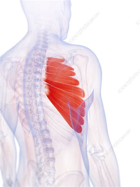 Human Chest Muscles Artwork Stock Image F0105608 Science Photo