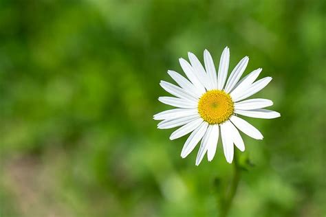 Hd Wallpaper Selective Focus Photography Of White Daisy Flower