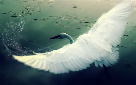 Wallpaper Reflection Wings Swan Beak Egret Wave Wing Waterfowl