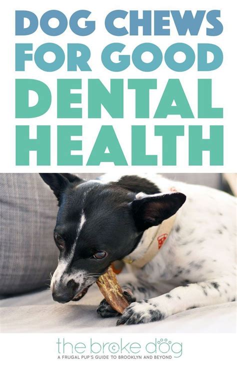 Luckily, pet insurance providers that offer dental disease coverage will make sure to clearly mention it as a benefit. Dog Chews For Good Dental Health From Only Natural Pet ...