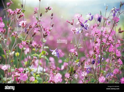 Lychnis Flos Jovis Campion Abundant Small Pink Flowers On Long Stems