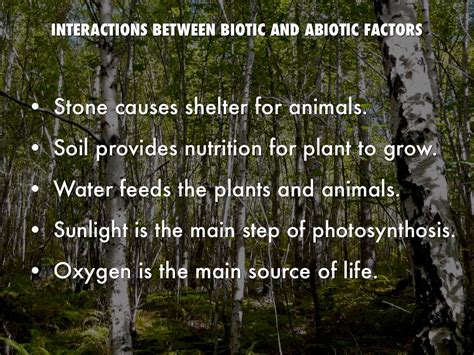 Biotic Factors In A Forest Sibinahooman