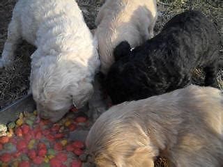 Place a free ad today! F1B LABRADOODLE PUPPIES for Sale in Hemlock, Michigan ...