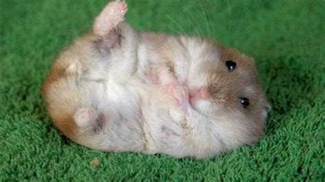 Free Download Funny Hamster Wallpapers 1024x768 For Your Desktop