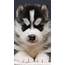 Husky Puppy  Best Htc One Wallpapers Free And Easy To Download