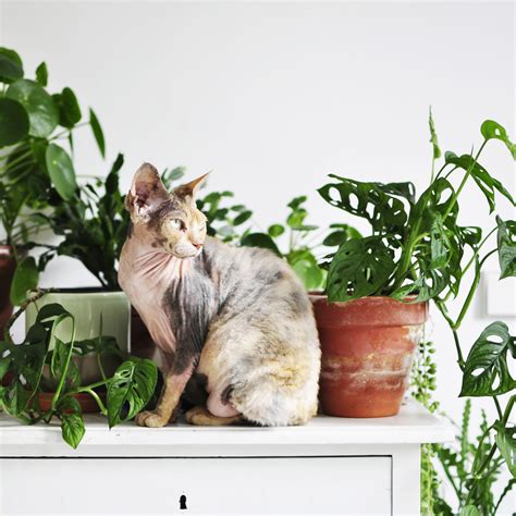 Learn more about these and their effects to keep your furry cats are notorious for their curiosity. What plants are toxic to cats - PetSchoolClassroom